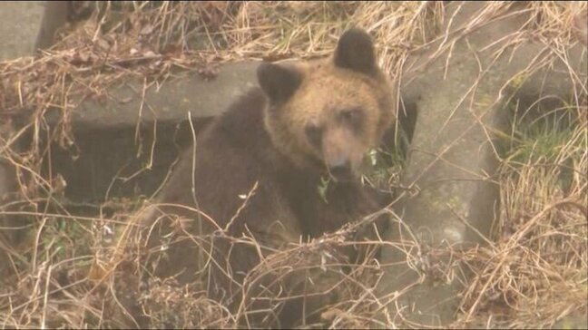 「クマは人を二分する」駆除するたびに激しい批判…「分断をあおりたくない」いろんな立場の人の共通理解を促すQ&Aを秋田県の女性職員が作成|TBS NEWS DIG