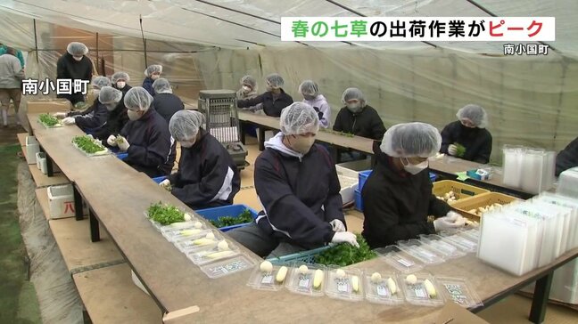 『春の七草』の出荷がピーク セリ・ナズナ・ゴギョウ・・・【熊本・南小国】|TBS NEWS DIG