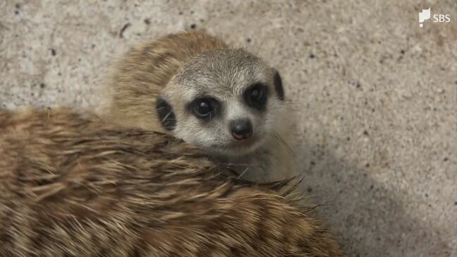 「大人に比べて立つのが下手、赤ちゃんじゃないと見られない」伊豆アニマルキングダムでミーアキャット赤ちゃん3匹誕生＝静岡・東伊豆町|TBS NEWS DIG