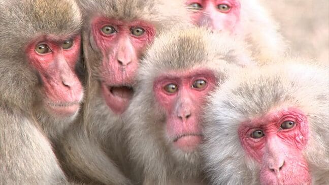 小豆島の「お猿の国」 人手不足で大阪市のリゾート会社に事業譲渡 来年3月下旬のリニューアルオープン目指す【香川】|TBS NEWS DIG