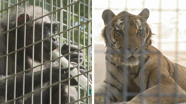 ”つぶらな瞳”チンパンジーの「サクラ」に敬老のプレゼント　最年長の48歳　福岡市動物園|TBS NEWS DIG