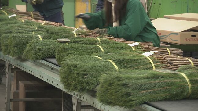 正月飾りに使われるマツの競り「松市」 新年の準備続々 宝達志水地区からの入荷量は地震前の水準に 石川・金沢市|TBS NEWS DIG
