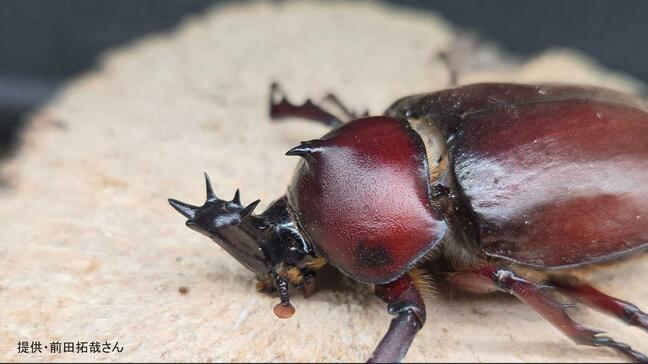【激レアカブトムシ】「ウニ型の角」に触角5本の謎個体 数十万匹に1匹の“キングカブト”も…「飼育歴50年でも見たことない」専門家驚きの姿|TBS NEWS DIG