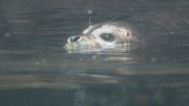アザラシの「ゆきまる」大人気!水族館アクアマリンふくしま|TBS NEWS DIG