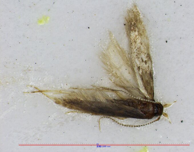 外来の病害虫「トマトキバガ」宮城県内で初めて確認　トマトやナスに寄生し食害おこす　|　宮城のニュース│tbc NEWS│tbc東北放送
