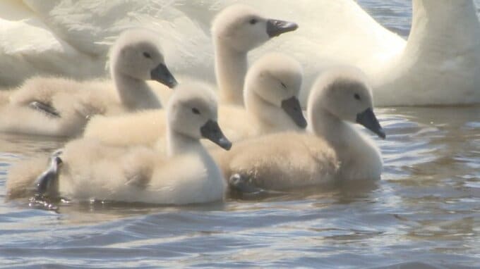 「産毛がふかふかで可愛い」 コブハクチョウのヒナ誕生　今年もお目見え　山中湖　|　山梨のニュース | ＵＴＹテレビ山梨