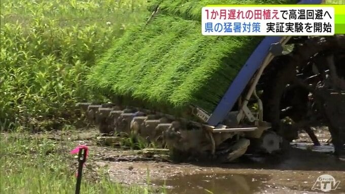 約1か月遅れで田植えをする実証実験はじまる　狙いは最も暑い時期での出穂期を避けること　青森県は結果次第で技術の普及を進める方針|TBS NEWS DIG