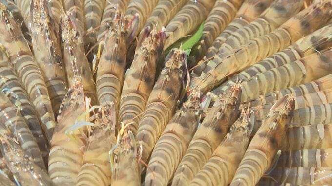 敬老の日は過ぎたけど…「明るく元気に過ごしてほしい」長寿の象徴エビなどをプレゼント|TBS NEWS DIG