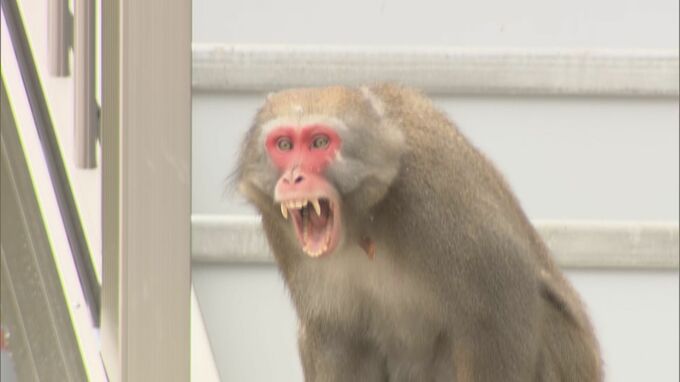 「サルが窓ガラスをたたいている」住宅街に “首輪つき” のサルが出没　27日には「かまれた」と通報も|TBS NEWS DIG
