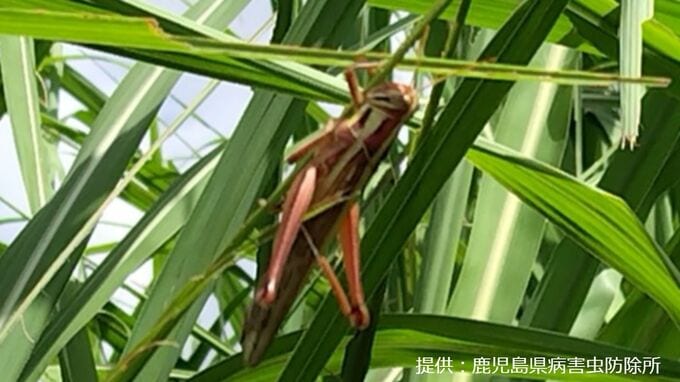 タイワンツチイナゴが発生「過去20年で初の注意報」サトウキビへ被害拡大懸念　鹿児島・徳之島|TBS NEWS DIG