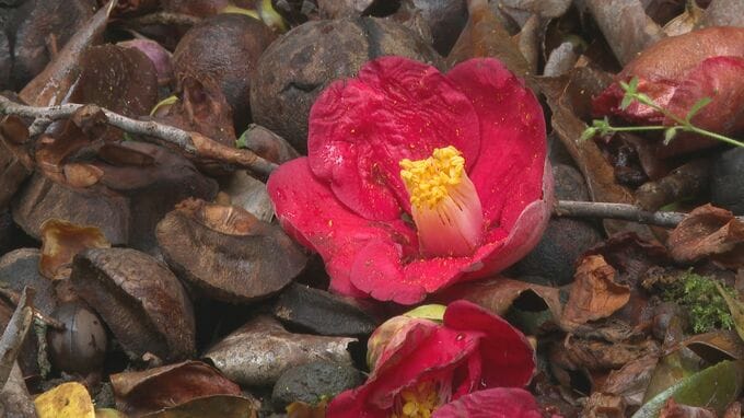 潔い散り際 落ちツバキ　山口・萩　|　山口のニュース・天気・防災｜tys NEWS｜ｔｙｓテレビ山口