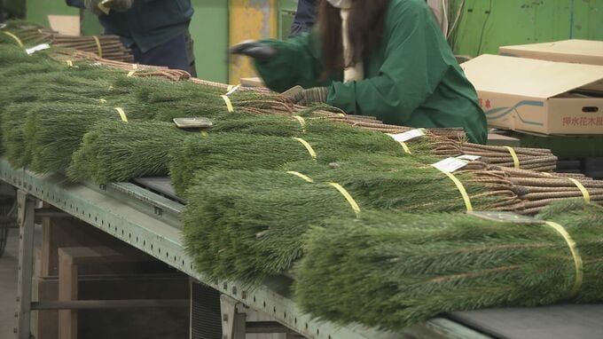 正月飾りに使われるマツの競り「松市」　新年の準備続々 宝達志水地区からの入荷量は地震前の水準に 石川・金沢市|TBS NEWS DIG