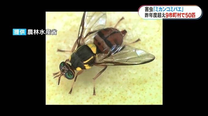 ミカンコミバエ　今年度は9市町村で昨年度上回る50匹確認|TBS NEWS DIG