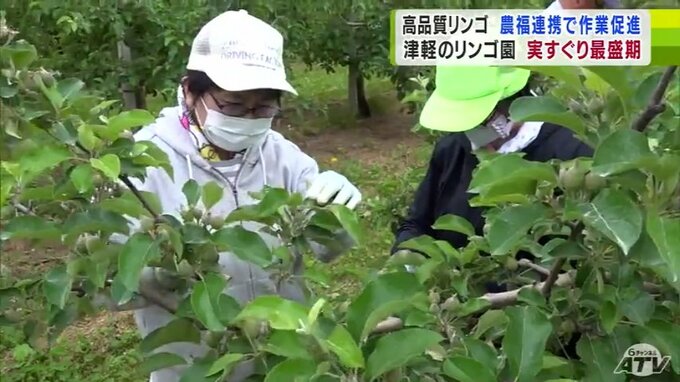 りんご王国青森県・津軽地方　農福連携で今が最盛期の“実すぐり”作業　4日間で120本あまりの実すぐり予定|TBS NEWS DIG