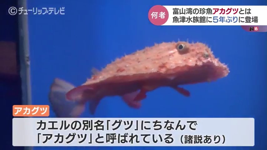 エサをやっても食べてくれない」飼育担当の女性も困惑…珍魚アカグツ 5