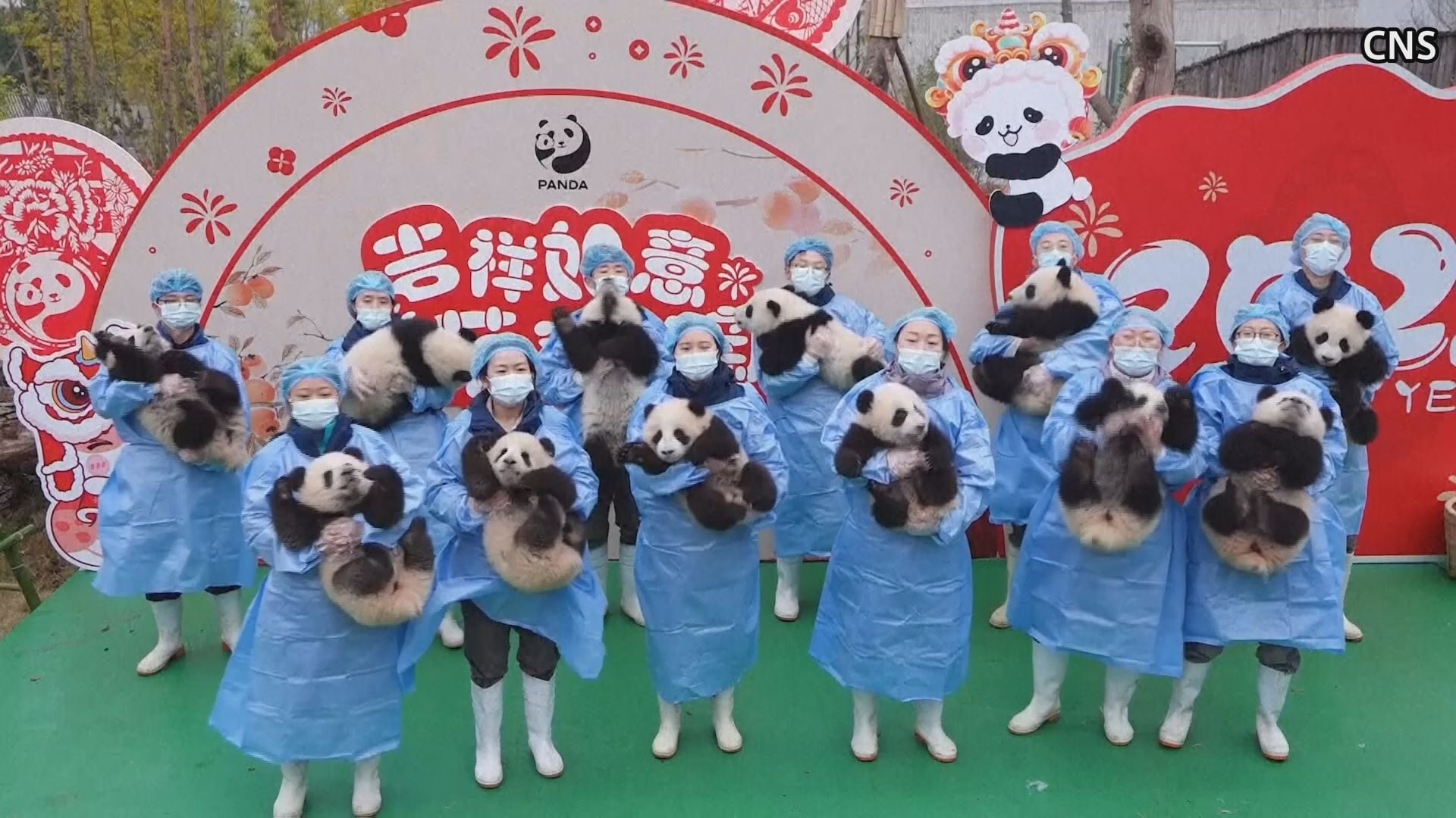 中国・パンダの赤ちゃん 一般公開初の25頭が春節をお祝い | TBS NEWS DIG