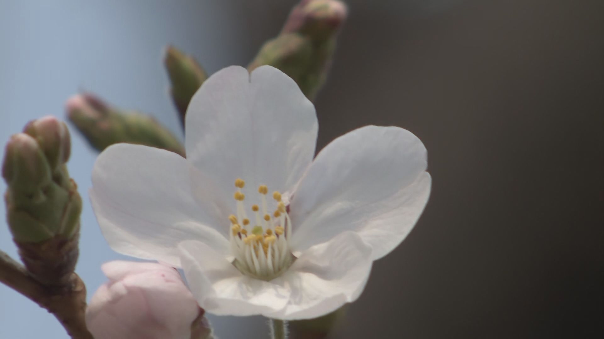 名古屋地方気象台がサクラの開花を発表 平年より2日遅く去年より2日早い 来週後半には見ごろに 愛知