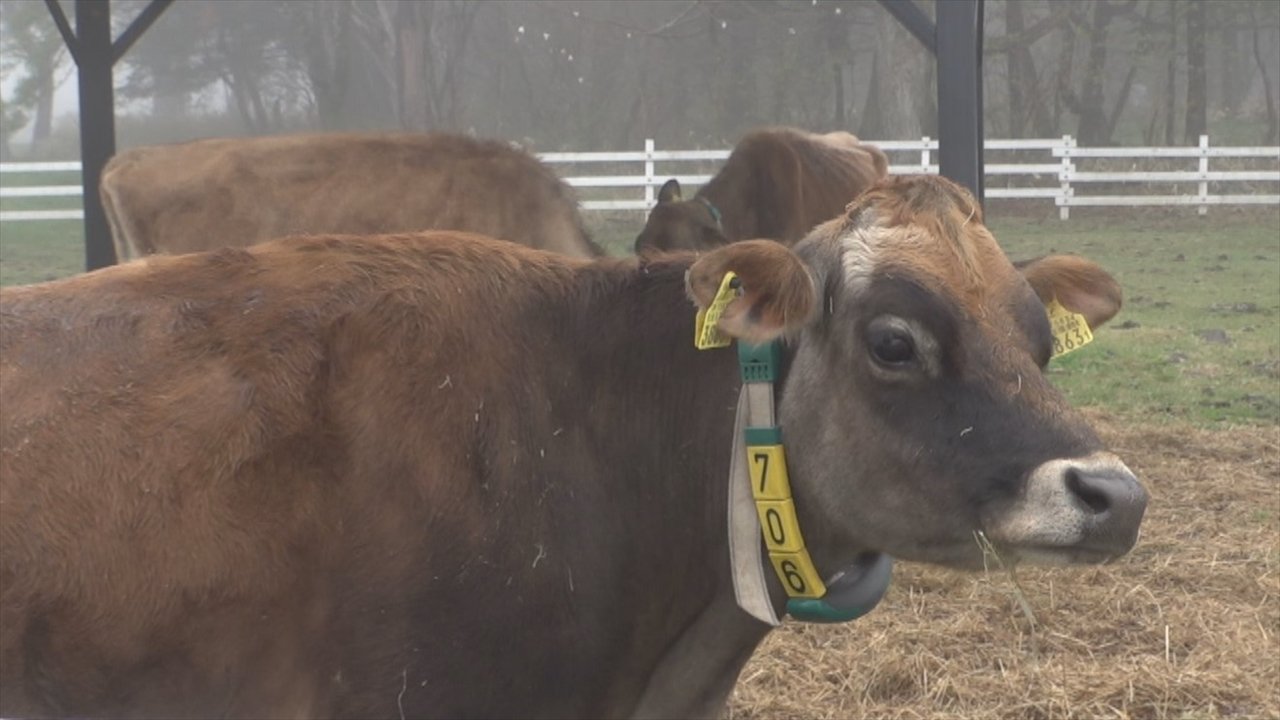 「のんびりと余生を」　引退したジャージー牛を公開放牧　山梨・北杜市 清泉寮