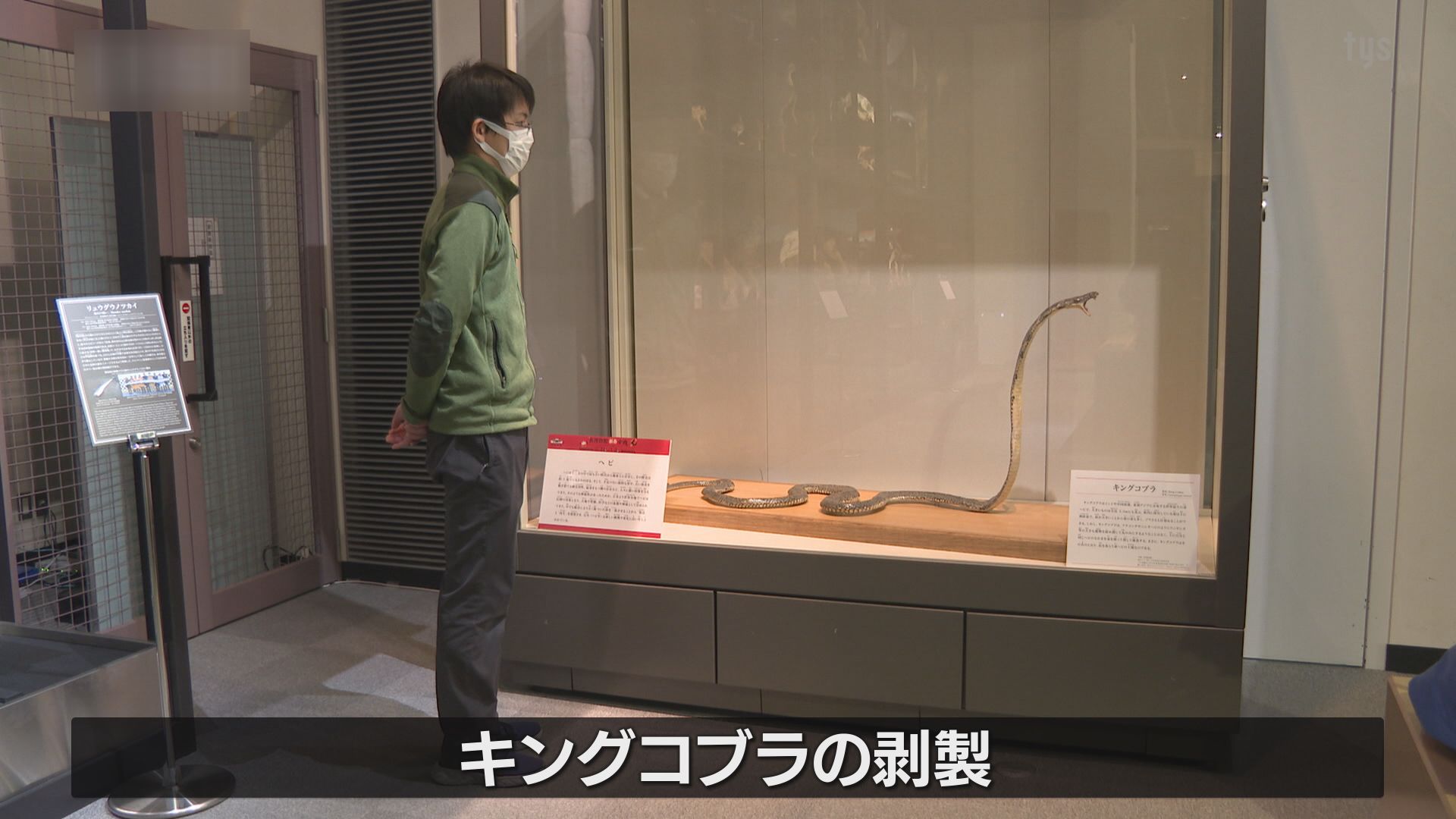 へび年にちなんでキングコブラの剥製を展示 萩博物館新春にちなんだ