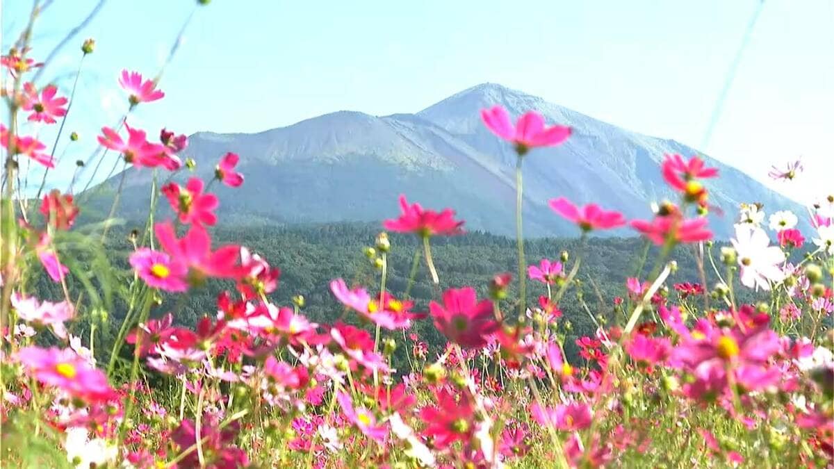 「最高　癒やされる」霧島市でコスモス見ごろに　鹿児島県本土全域で今季最低気温