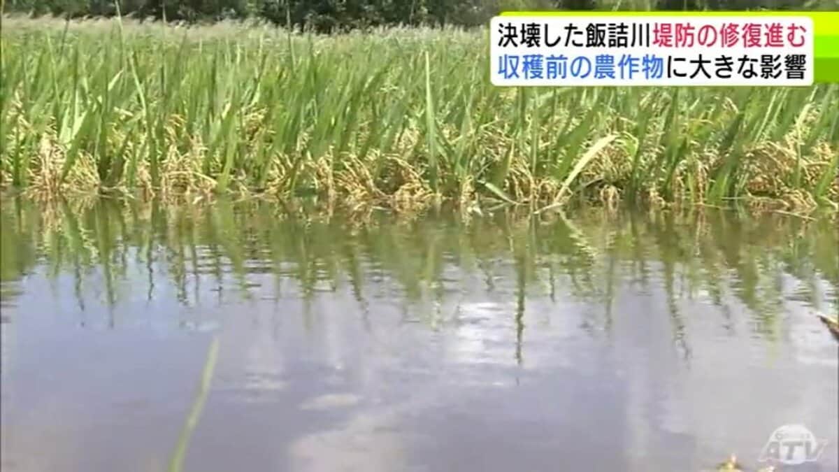 経験したことない…せっかくここまできて…」収穫間近の農作物にも大きな 経験したことない…せっかくここまできて…」収穫間近の農作物にも大きな