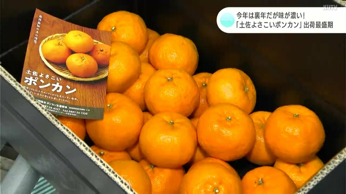 今年は裏年だが味が濃い！「土佐よさこいポンカン」の出荷最盛期