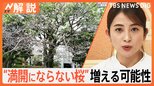 なぜ?「満開にならない桜」増加 “開花サイクル”に乱れで「開花しない」おそれも【Nスタ解説】|TBS NEWS DIG