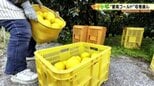 愛南町が日本一の生産量を誇る河内晩柑 “愛南ゴールド”の収穫が本格化 愛媛|TBS NEWS DIG