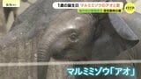 マルミミゾウ「アオ」の生誕1周年イベント　国内初の繁殖成功　全国のファンによる「思い出の一枚」も展示　広島・安佐動物公園　|　RCC NEWS | 広島ニュース | RCC中国放送