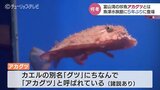 「エサをやっても食べてくれない」飼育担当の女性も困惑…珍魚アカグツ 5年ぶり水族館に登場 富山・魚津市 | 富山のニュース|天気・防災|チューリップテレビ