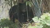 小学校近くでクマの目撃情報…保護者らに注意呼びかけ・金沢　|　石川県のニュース｜MRO北陸放送