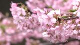 「河津桜まつり」で未納指摘の消費税など 5年分348万6100円を実行委員会が税務署に納付=静岡・河津町 | 静岡のニュース | SBSNEWS | 静岡放送