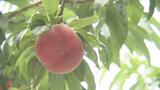 過去最速「はつひめ」収穫始まる　県オリジナルの早生種、豊かな香りと果汁感　福島|TBS NEWS DIG