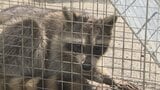 捕獲数は10年前の6倍に 生態系や農作物に害を及ぼす特定外来生物「アライグマ」の捕獲方法を学ぶ講習会 山梨県庁 | 山梨のニュース | UTYテレビ山梨