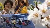 人気は花見にバイキング 円安も背景にコロナ前を上回る外国人観光客 つかめインバウンド 花巻温泉の戦略は?【トレンドいわて】|TBS NEWS DIG