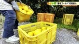 愛南町が日本一の生産量を誇る河内晩柑 “愛南ゴールド”の収穫が本格化 愛媛|TBS NEWS DIG