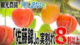 佐藤錦の8割以上が“実割れ” 深刻な被害のなかサクランボ狩り始まり観光農園の農家は「申し訳ない…」『佐藤錦はないですけれども大丈夫ですか?』確認しながらの営業… | 青森のニュース│ATV NEWS│青森テレビ