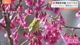 早咲きの桜が見ごろ…ソメイヨシノの開花は?いよいよ春が近づき“衣替え”のタイミングはいつ?!|TBS NEWS DIG