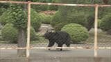 【動画あり】工場内を走るクマ、緊急銃猟へ「クマに噛まれた」通報相次ぐ　次々襲われ男女4人けが　福島市|TBS NEWS DIG