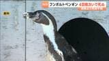「4羽全滅」動物園でフンボルトペンギンの死が続き最後の1羽も…展示中止に「暑さが原因ではない」 | 宮城のニュース│tbc NEWS│tbc東北放送