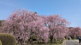 米内浄水場内にある34本のサクラ間もなく満開 22日から無料一般公開 5月6日まで 盛岡市 | IBC NEWS | IBC岩手放送