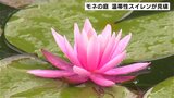 モネの庭 「温帯性のスイレン」が見頃 高知県北川村 | 高知のニュース・天気|KUTV NEWS | KUTVテレビ高知