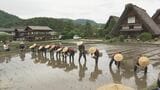 世界遺産の白川郷で田植え祭り 4年ぶりに開催 | 名古屋・愛知・岐阜・三重のニュース【CBC news】 | CBC web