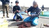 「だいぶ減ってしまっていると感じる」テングサ作柄、下田沖で調査＝静岡県水産・海洋技術研究所　|　静岡のニュース | SBSNEWS | 静岡放送