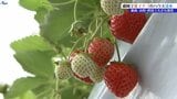 「100キロぐらいの出荷予定分がダメに・・・」大雨でイチゴハウスが浸水 岩手・盛岡市玉山|TBS NEWS DIG