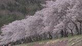 桜まつり開催見送りの市　隣町では開催を発表　オーバーツーリズム対策で警備員配置や仮設トイレ増設など　山梨・富士河口湖町　|　山梨のニュース | ＵＴＹテレビ山梨