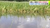 「経験したことない…せっかくここまできて…」収穫間近の農作物にも大きな影響が　農家からは悲鳴　大雨で川が決壊の青森県五所川原市　早期復旧に向けて堤防の修復に向けた作業は24時間態勢で実施　|　青森のニュース│ATV NEWS│青森テレビ