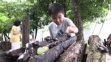 子どもたちの笑顔に励まされ カブトムシの放し飼い施設が今年もオープン 30周年の節目迎えた住民が取り組む「カブト虫の里」事業 岩手・花巻市|TBS NEWS DIG