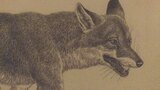 動物界の弱肉強食をテーマにした企画展 薮内正幸美術館 山梨・北杜市 | 山梨のニュース | UTYテレビ山梨