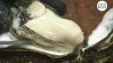 広島カキ 再生のカギは “下水” にあり　エサとなる “プランクトン不足” 解消目指して　下水処理場を舞台に新たな試みスタート　|　RCC NEWS | 広島ニュース | RCC中国放送
